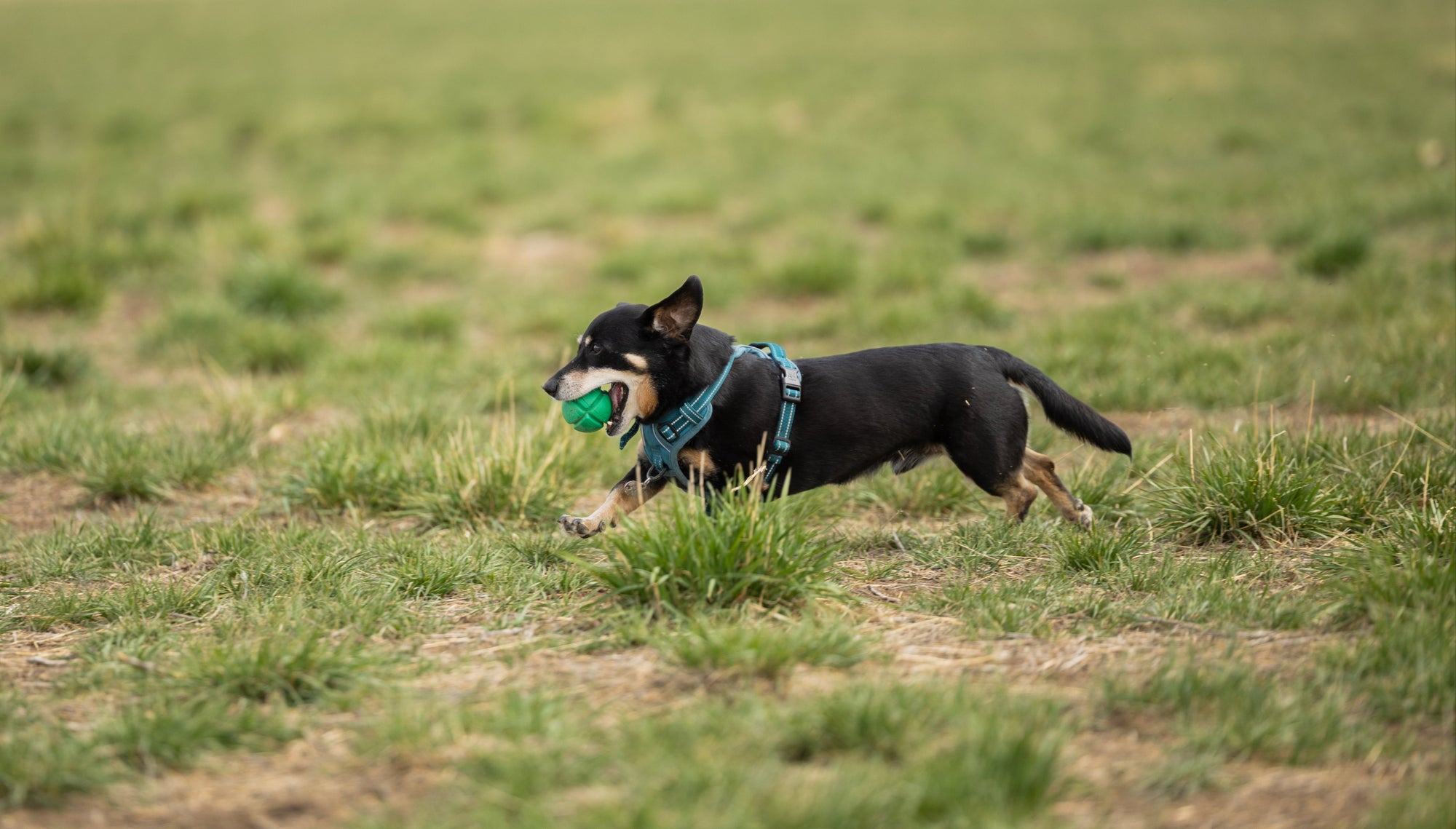 Small Dachshund running with a ball in his mouth through a grass field