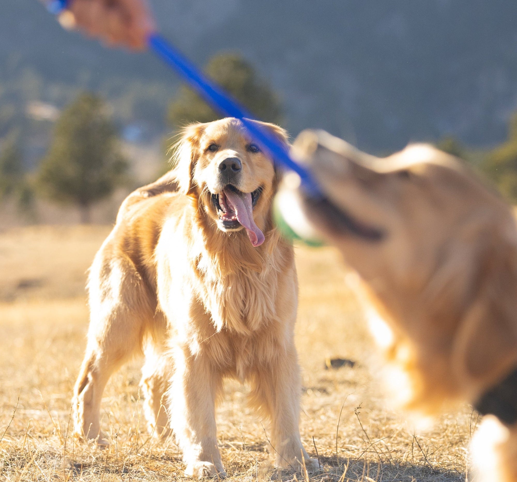 Two dogs playing with a blue toy in an open field with mountains in the background