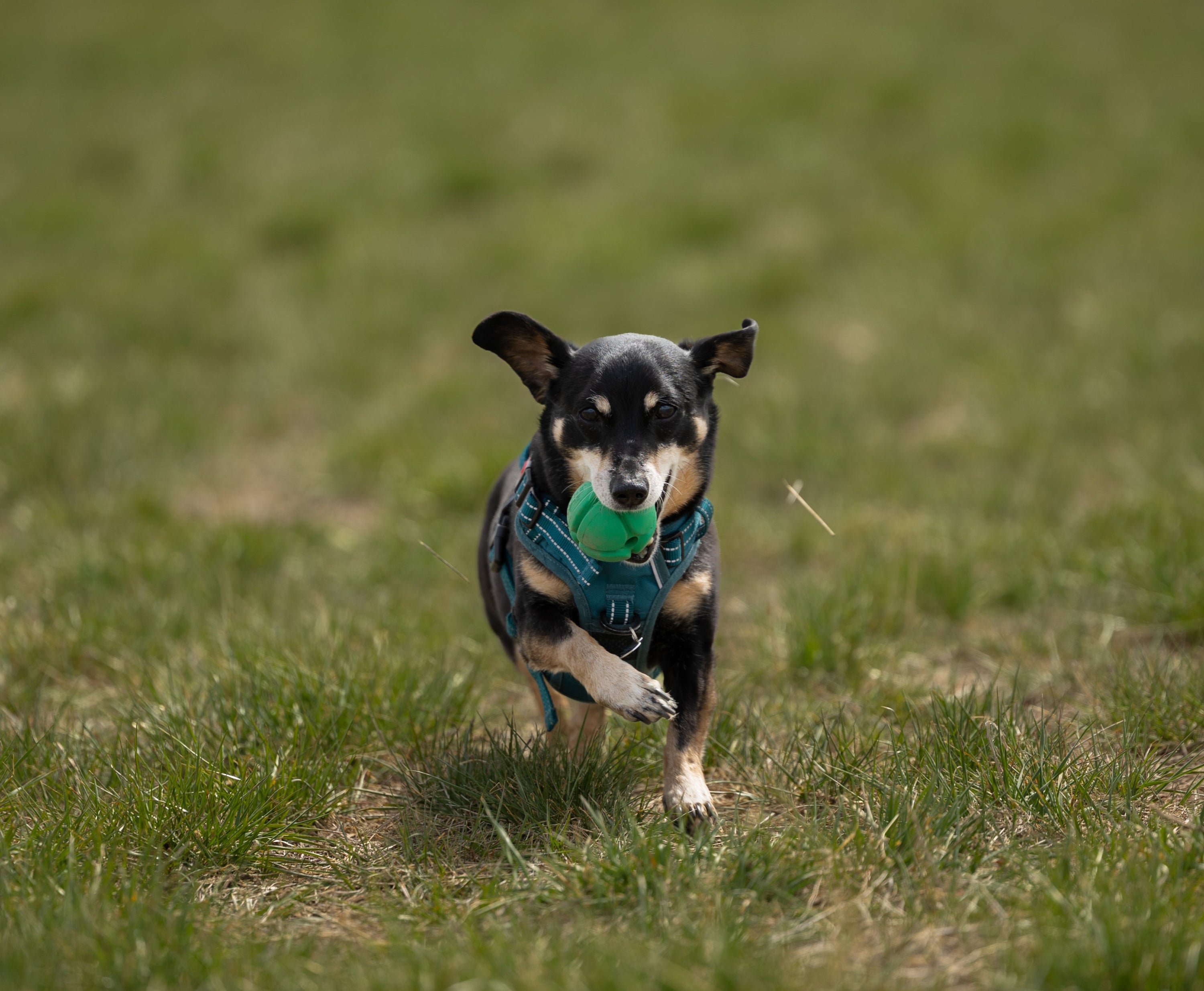 Dog running on a grassy field with a ball in its mouth