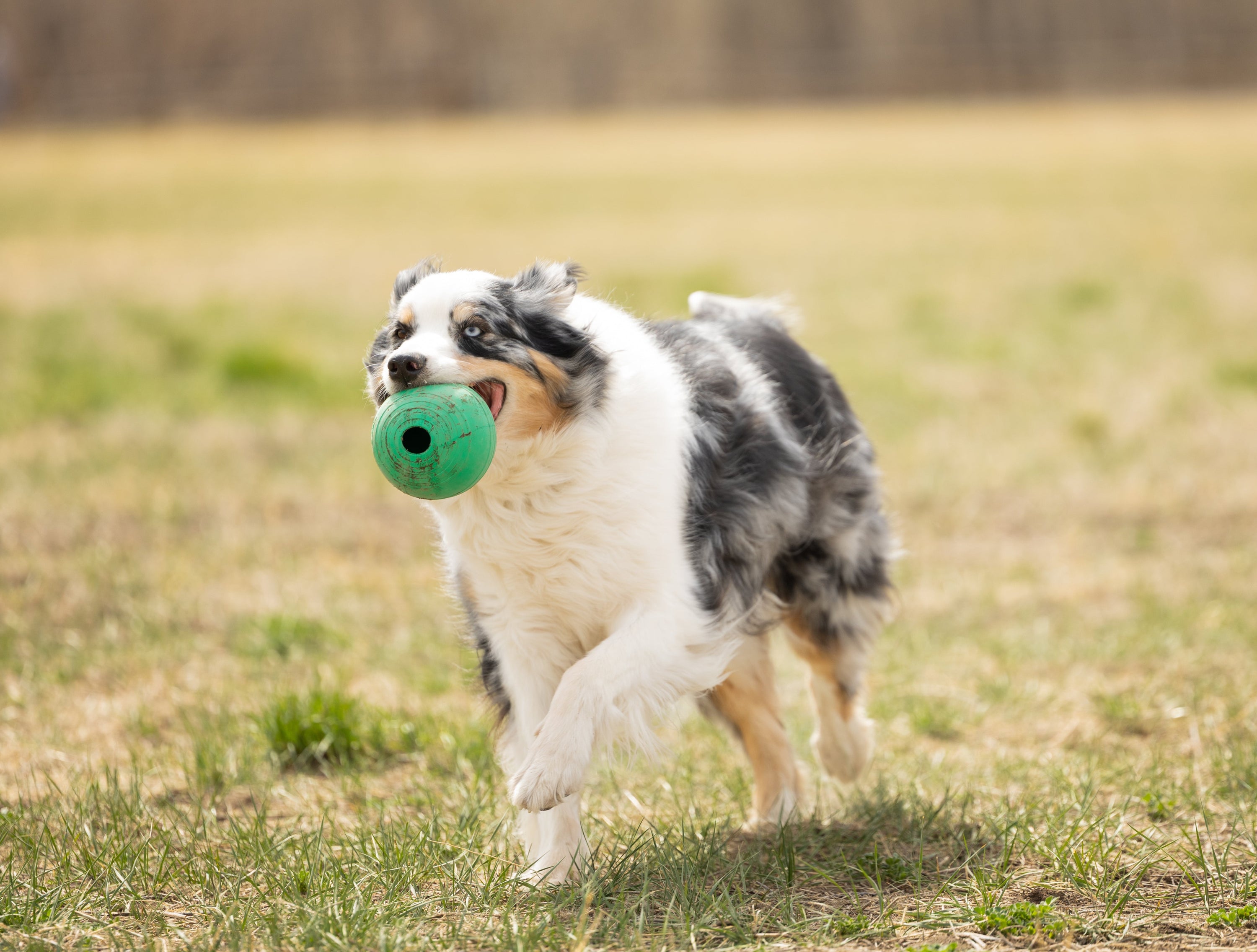 Dog running with a green ball in an open field
