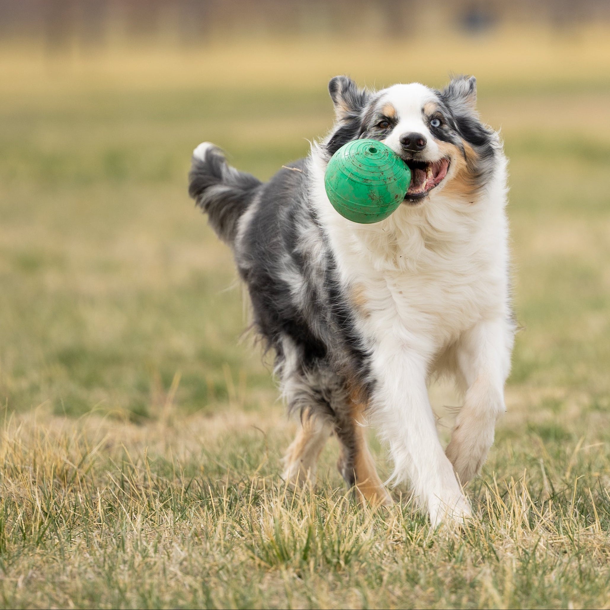 Dog running with a green ball in an open field