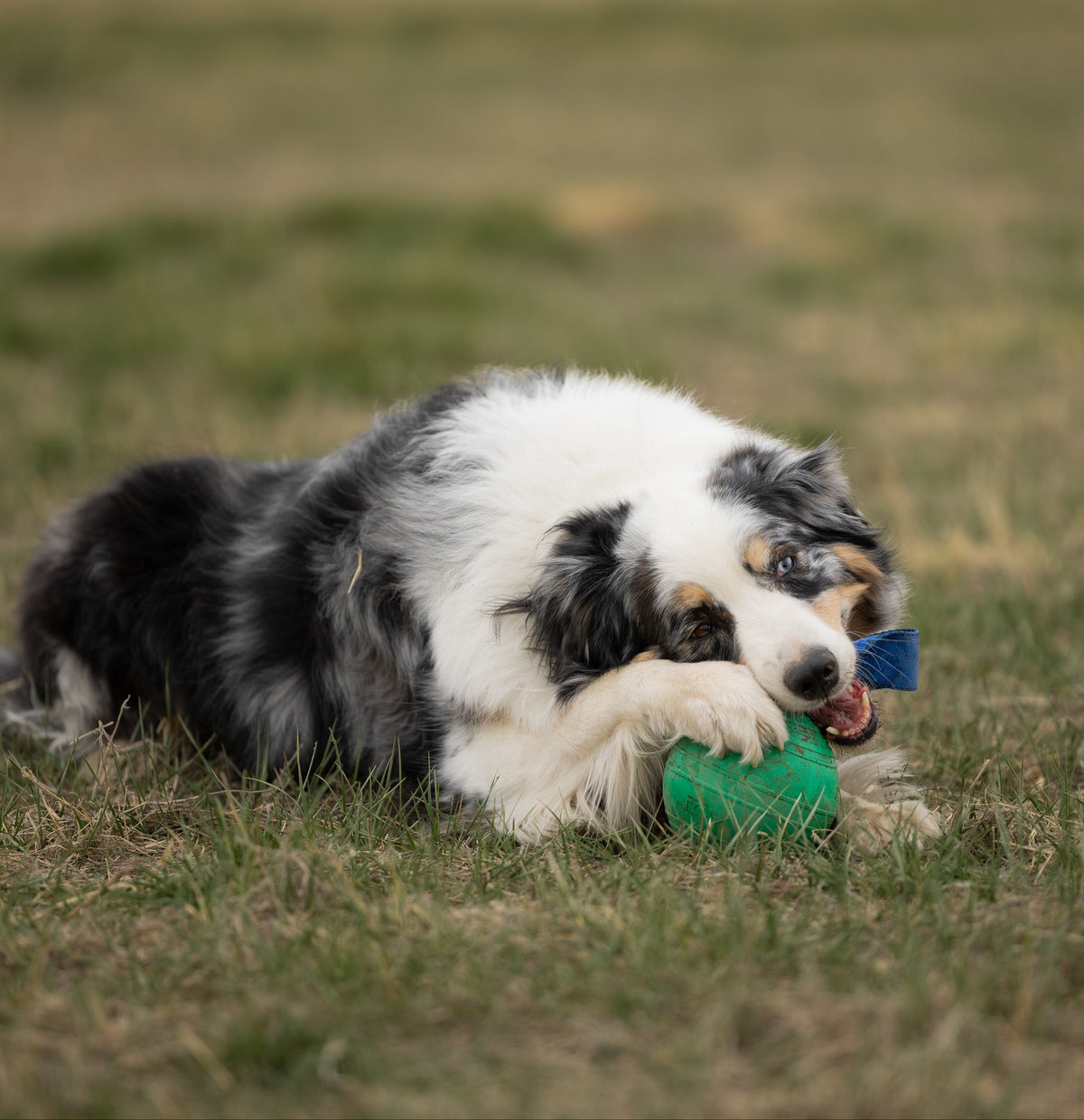 Dog playing with a green toy in a grassy field