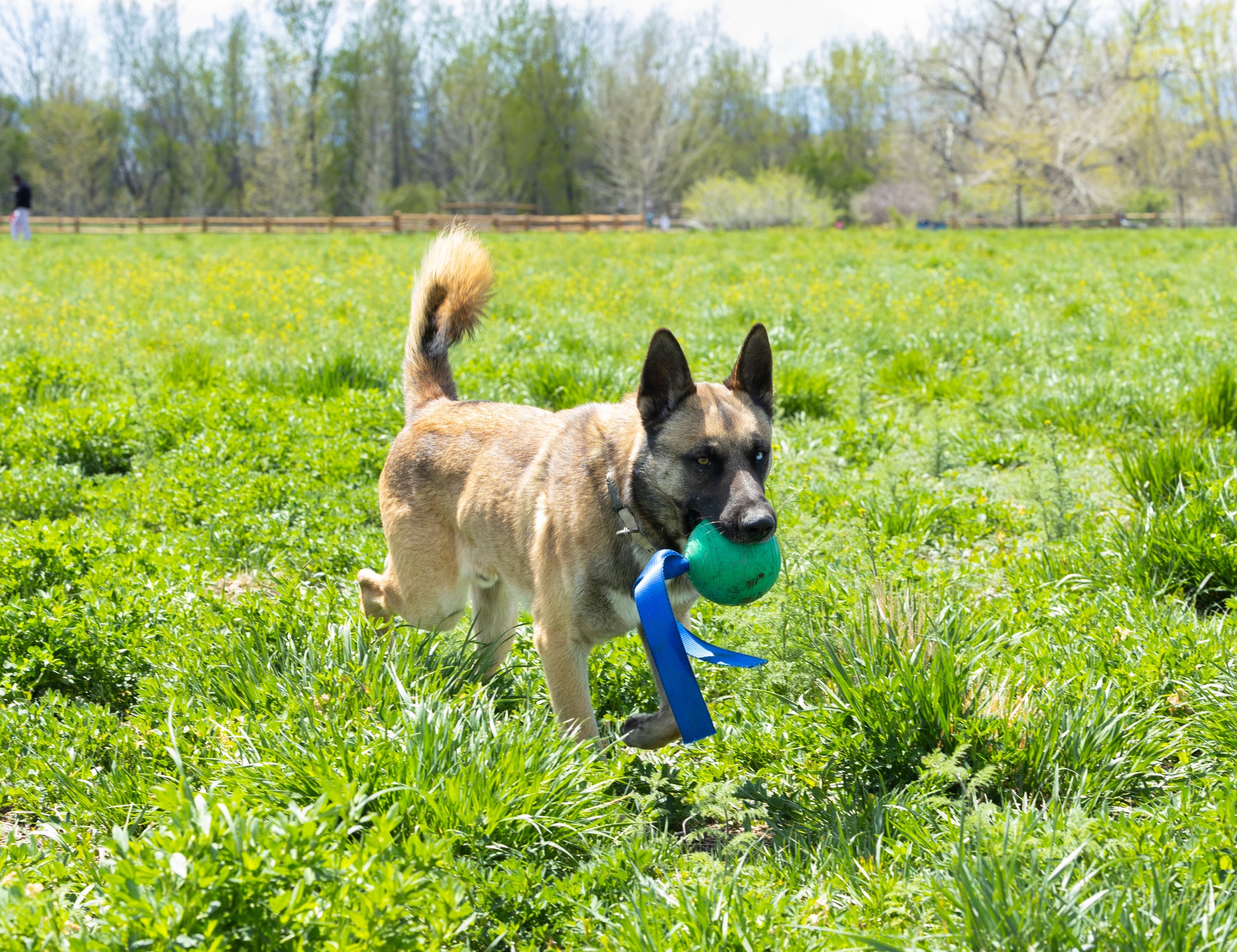 Dog running through a grassy field with a toy in its mouth