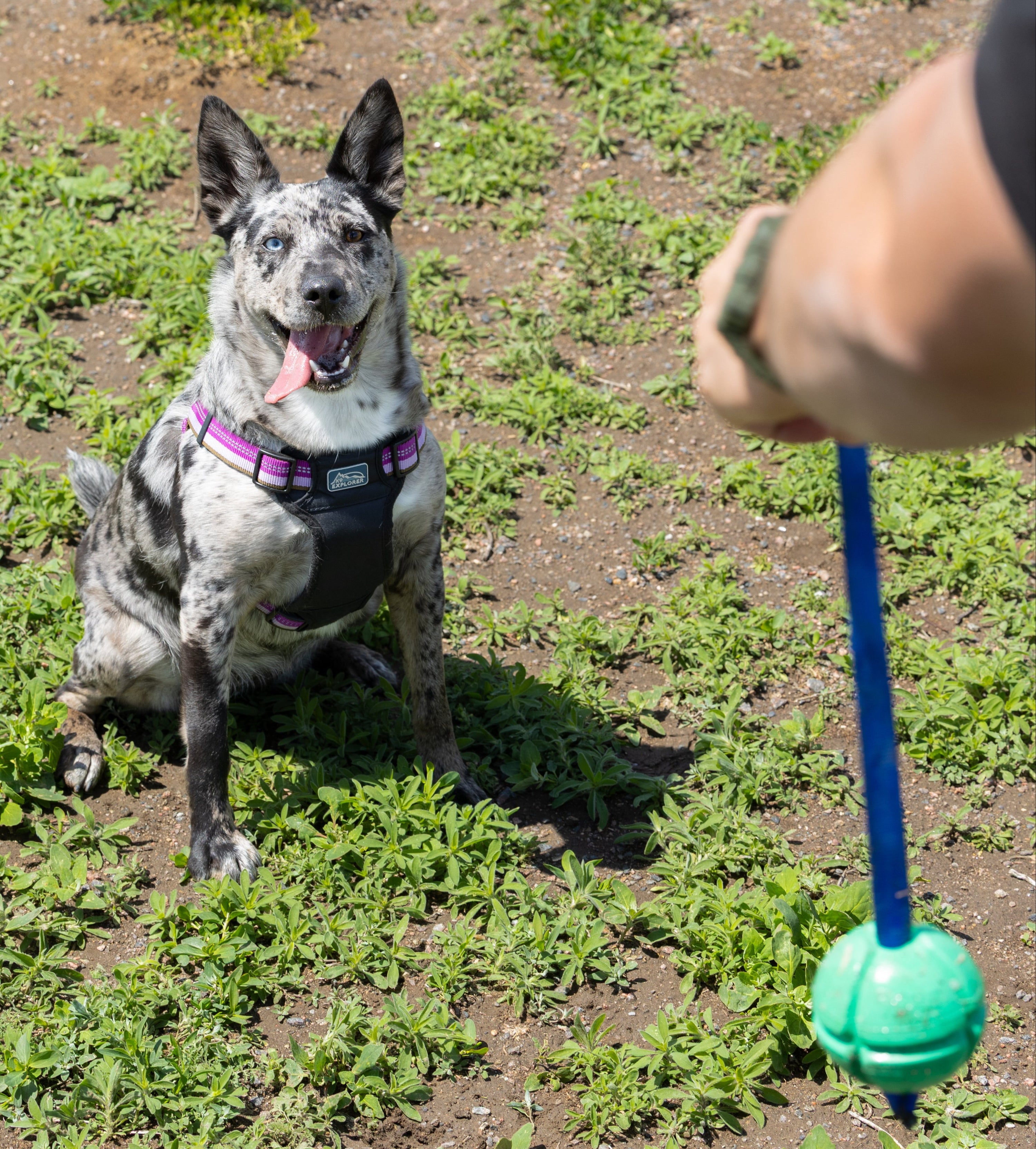 Dog on a grassy field with a person holding a blue and green toy