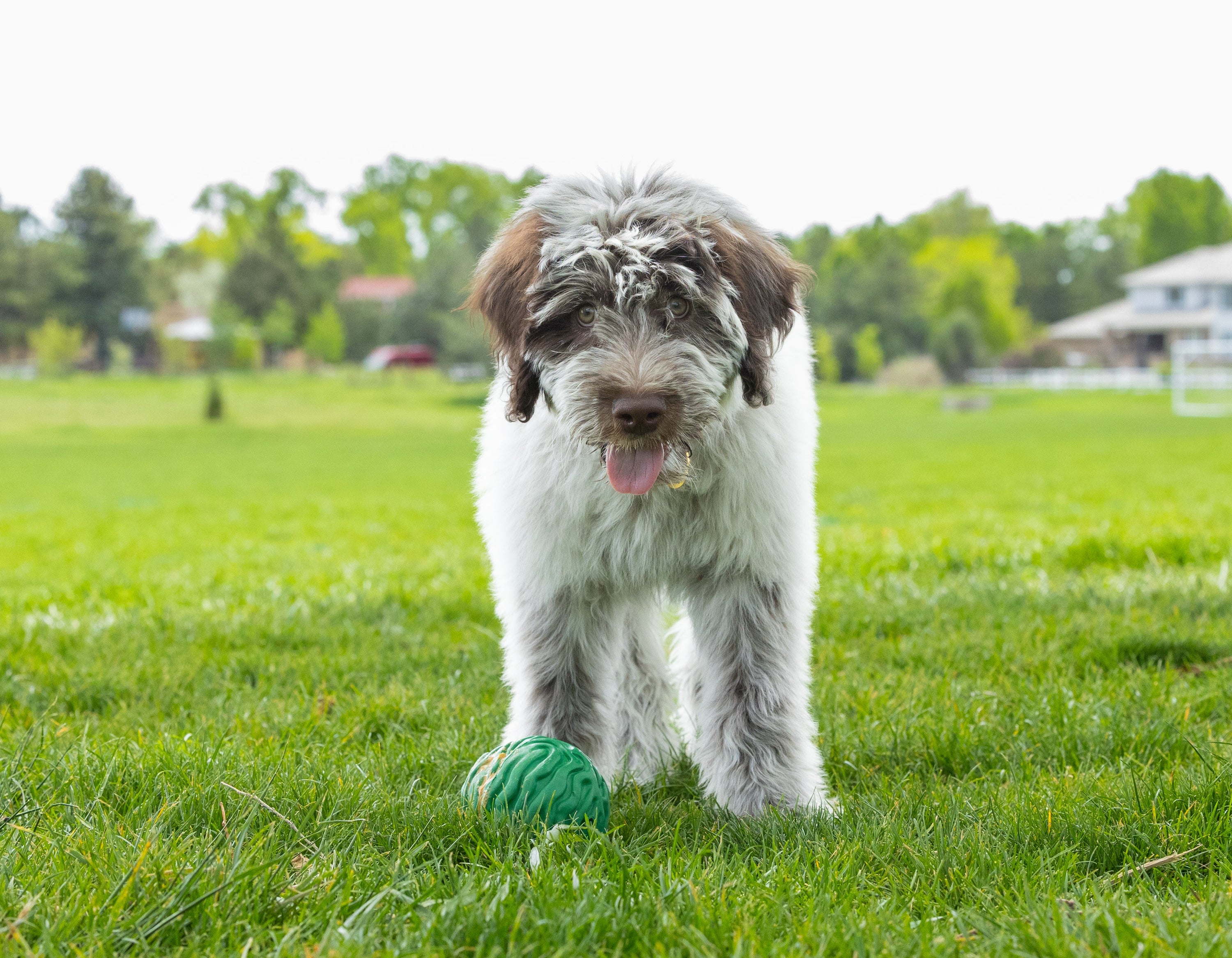 Dog playing with a ball on a grassy field