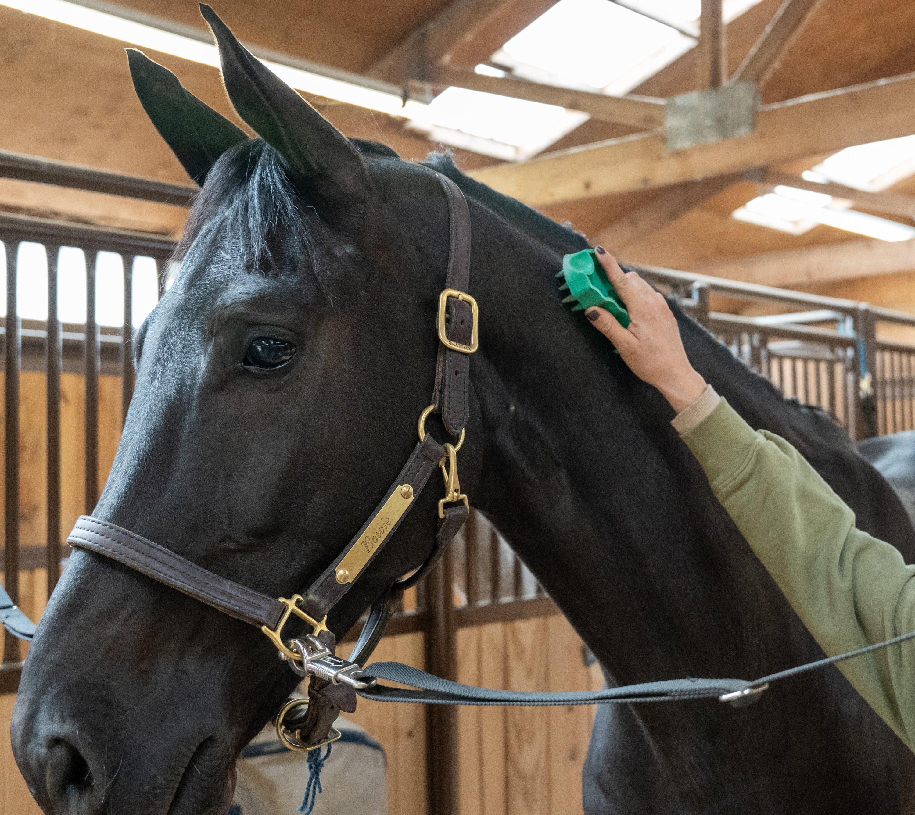 Person grooming a horse in a stable