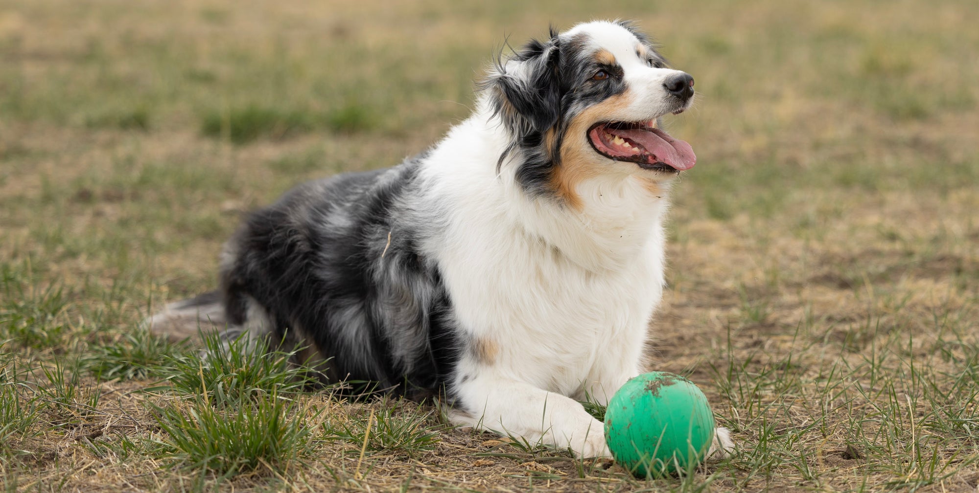 Dog lying on grass with a green ball