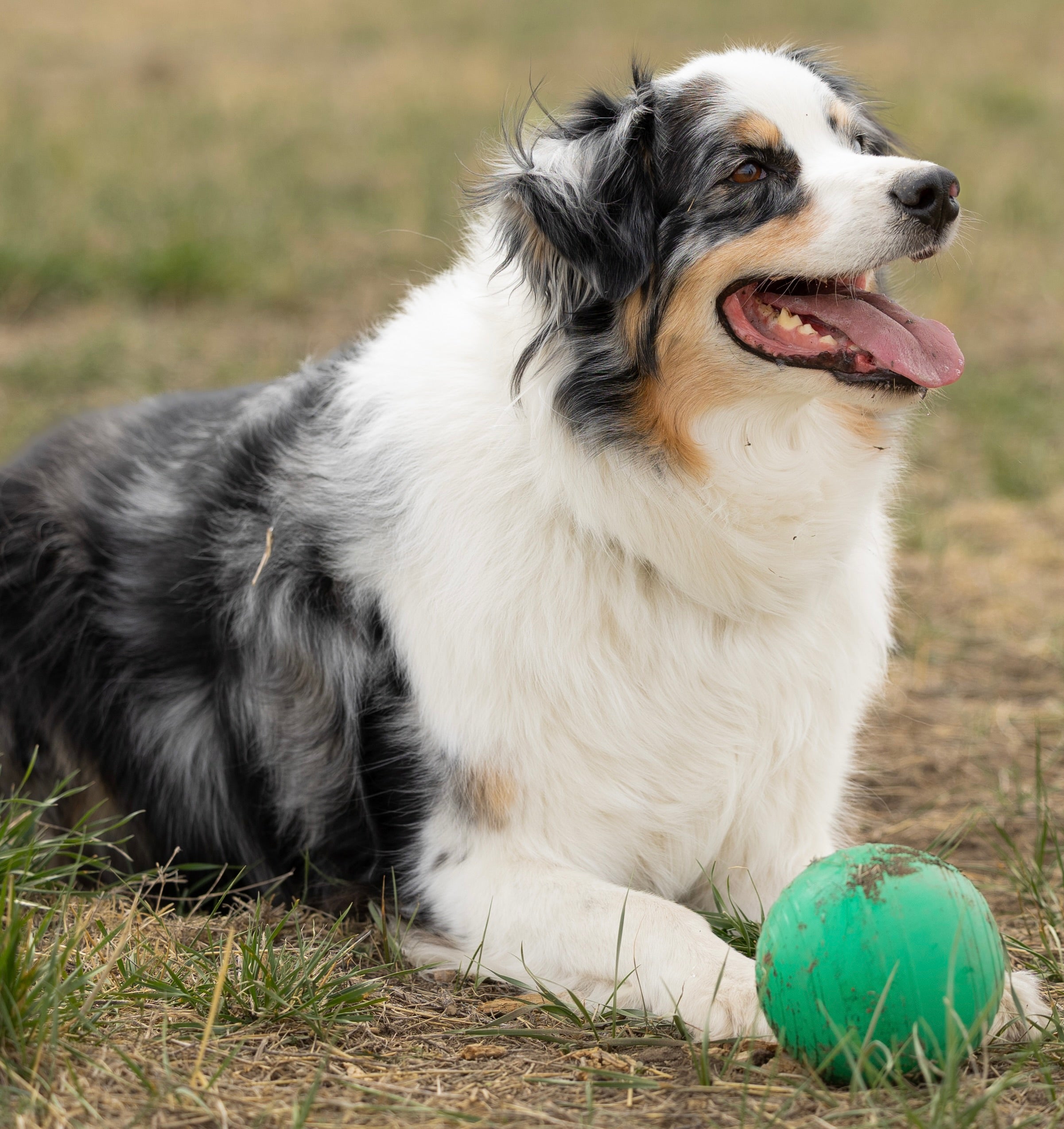 Dog lying on grass with a green ball