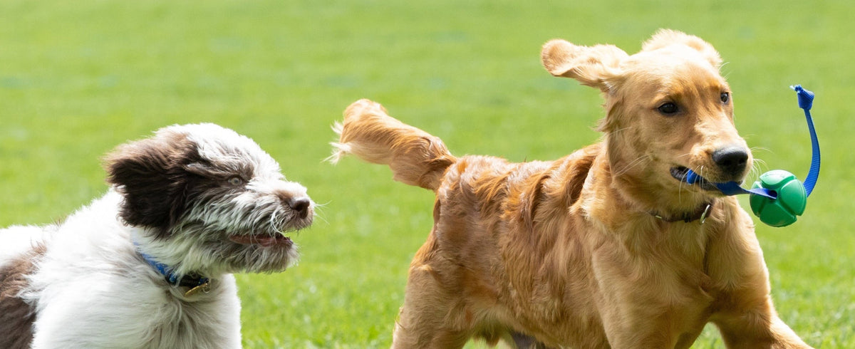 Dog Toys & Grooming Tools, Made in the USA | PetKORE