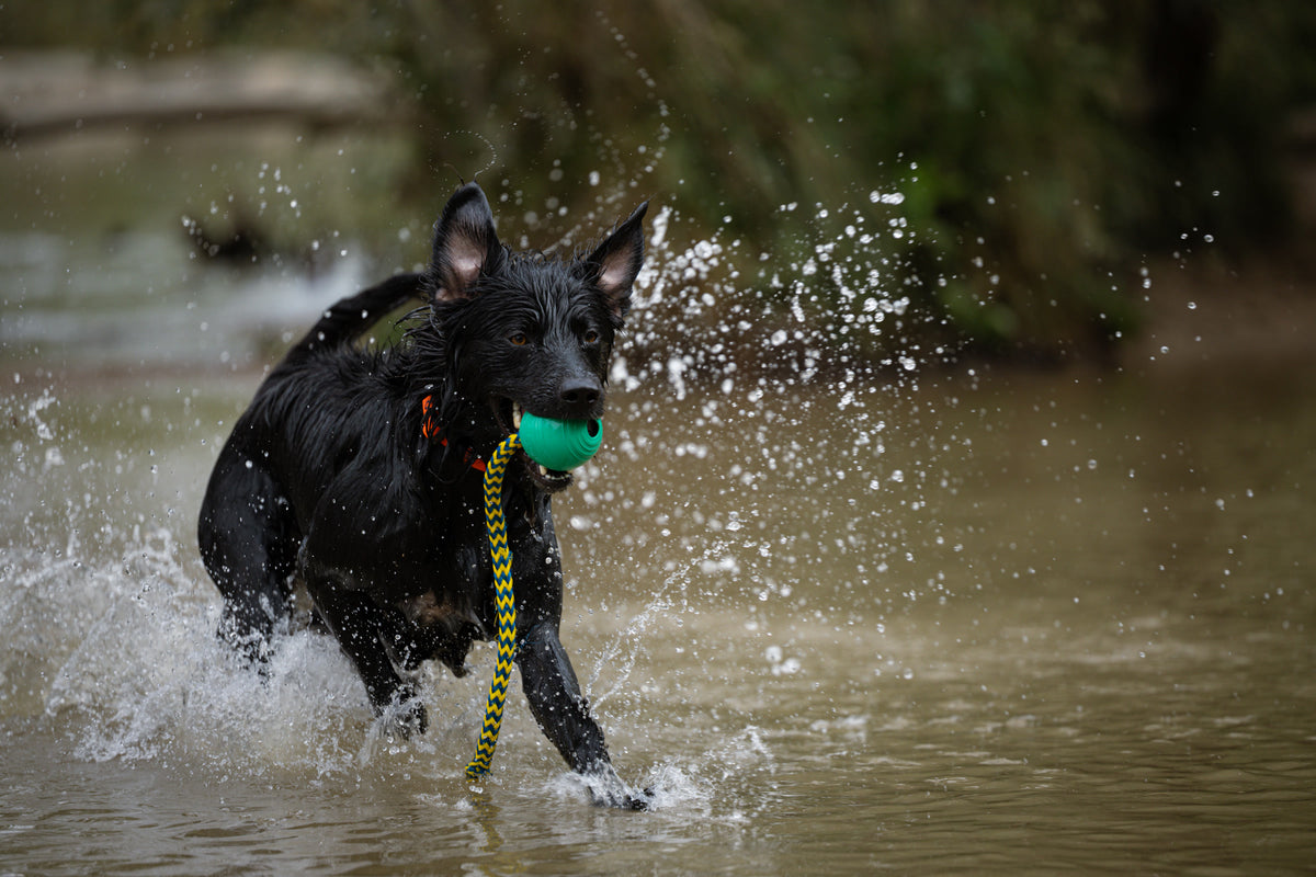 Black dog charging through river water carrying a green KOREflex Float dog ball by its braided throw rope