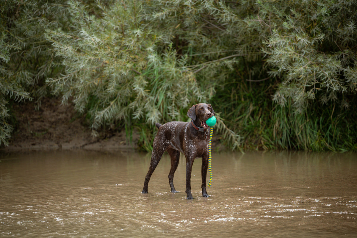 Brown and white pointer standing in a shallow river holding a green KOREflex Float dog ball with its throw rope hanging down