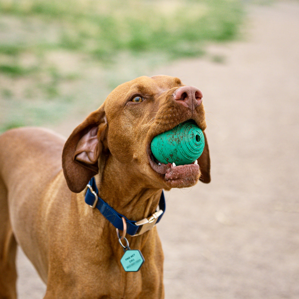 Dog carrying a green KOREflex Squeak ball in its mouth on a dirt trail